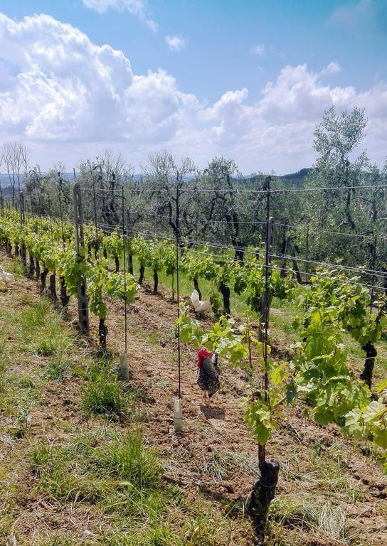 Agriturismo Luggiano فينشي المظهر الخارجي الصورة